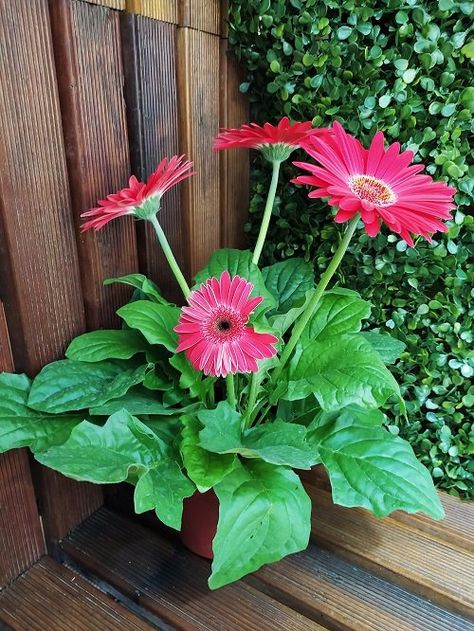 How to Keep Gerbera Daisies Blooming | 14 Best Tricks Gerbera Daisy Care Outdoors, Gerbera Daisy In Pots, Growing Gerbera Daisy, How To Grow Gerber Daisies, Gerber Daisy Flowers, Gerber Daisy Pot Ideas, Gerbera Daisy Arrangements, Potted Daisies, Gerbera Daisy Care