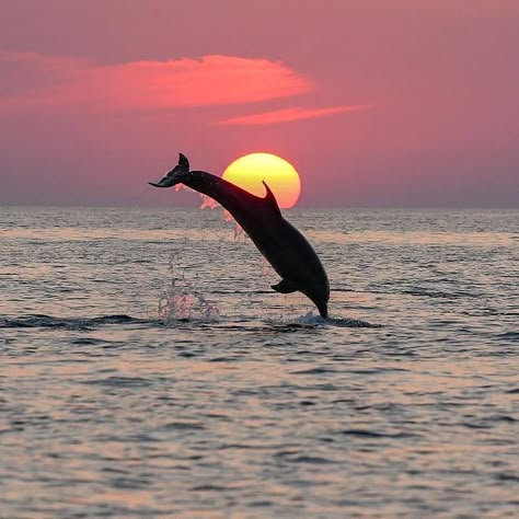 Sea Asthetics Photos, Ocean Asthetics, Dolphin Photos, Cute Summer Wallpapers, Summer Wallpapers, Beautiful Ocean Pictures, Beautiful Sea Creatures, Ocean Pictures, Pretty Landscapes