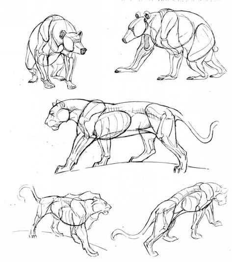 cacaland — amarilloo: blackbackedjackal: If you love... Feline Anatomy, Cat Anatomy, Arte Peculiar, Drawing Eyes, Animal Study, Animal Drawing, Anatomy Drawing, Art Instructions, Animal Sketches