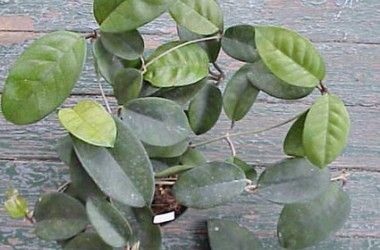 Hoya fungii Hoya Fungii, Hoya Flowers, Cat Friendly Plants, Tropical Greenhouses, Bog Plants, Hobby Greenhouse, Leaf Images, Cold Frame, Room With Plants