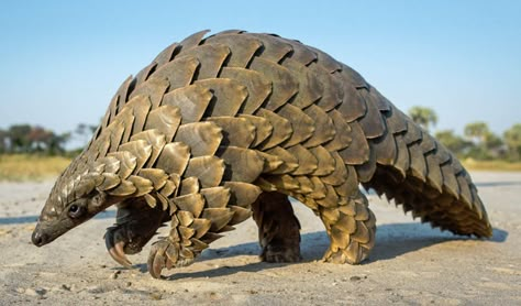 Ground Pangolin Giant Pangolin, Ground Pangolin, Unusual Animals, Rare Animals, Endangered Animals, Animal Species, Weird Animals, Endangered Species, An Animal