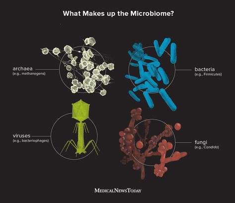 Clostridium Perfringens, Enteric Nervous System, Human Cells, Gastrointestinal System, Healthy Lungs, Urinary Health, Observational Study, Lungs Health, Gut Microbiota