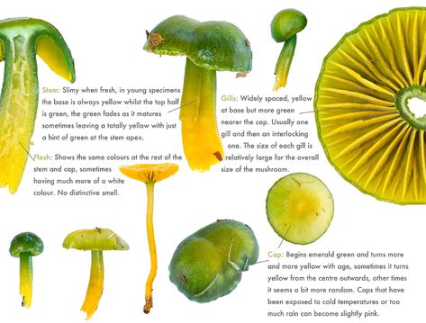 Parrot Wax Cap Mushroom, Parrot Mushroom, Mushroom Classification, Waxcap Mushroom, Parrot Waxcap Mushroom, Parrot Waxcap, Poisonous Mushrooms Art, Mushroom Inspiration, Poisonous Mushrooms Illustration