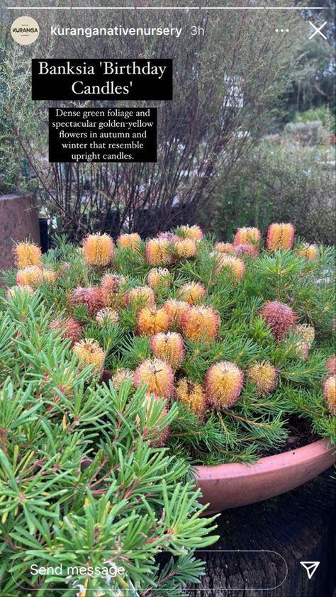 Brisbane Native Garden, Modern Australian Garden Front Yards, Australian Native Gardens Victoria, Australian Native Pot Plants, Potted Australian Natives, Native Verge Garden Australia, Grevillea Garden, Banksia Garden, Modern Australian Garden