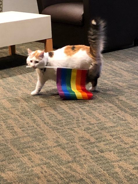 강아지 그림, Gay Aesthetic, Silly Cats, Pretty Cats, 귀여운 동물, A Rainbow, Cat Pics, Cool Cats, Cat Memes