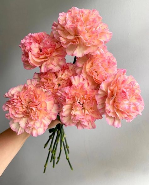 #FlorequisaFlowers #carnation #claveles #clavelesminami #carnations #carnationsflowers #flowergrower #ecuadorianflowers #freshcutflowers #cutflowers Peach Carnation, Carnations Bouquet, Orange Pink Flowers, Hibiscus Bouquet, Pink Orange Flowers, Orange And Pink Flowers, Orange And Pink Wedding, Pink And Orange Flowers, Carnation Bouquet