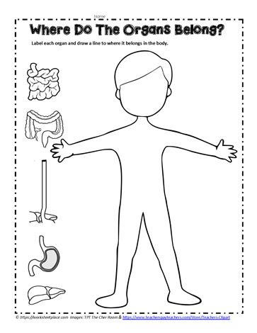 Digestive System Activity, Organs Art, Digestive System Activities, Digestive System For Kids, Digestive System Model, Digestive System Worksheet, Human Body Lesson, Human Body Printables, Human Body Worksheets