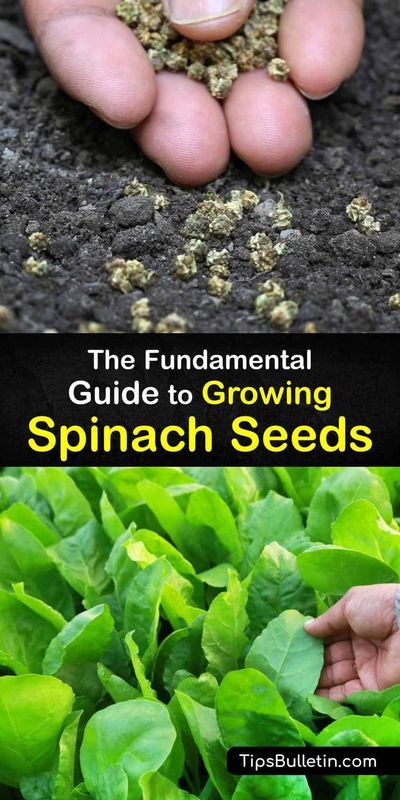 Discover how to plant spinach seeds in garden beds or containers. Start in early spring and use a cold frame for the first few weeks. Grow spinach in full sun and use mulch to hold soil moisture… Planting Spinach, How To Grow Spinach, Grow Spinach, Starting Plants From Seeds, Growing Vegetables Indoors, Growing Spinach, Spinach Seeds, Garden Plot, Vegetable Benefits