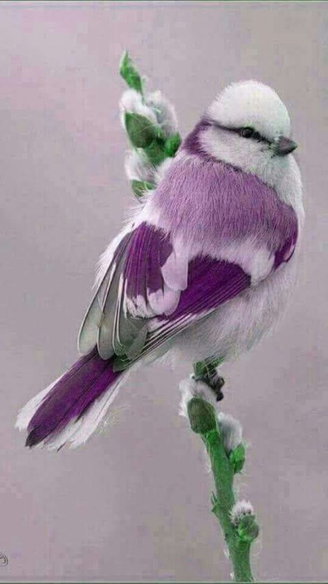 L'oiseau et jolie** White Bird, Birds, Purple, Green, White