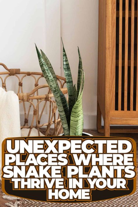 Unexpected Places Where Snake Plants Thrive in Your Home Snake Plant Decor, Snake Plant Indoor, Snake Plant Care, Urban Garden Design, Porch Plants, Yucca Plant, Plant Benefits, Snake Plants, Fiddle Leaf Fig Tree