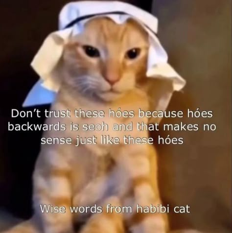 Funny Cat Meme, Cat Meme, Funny Animal Jokes, Funny Cat Memes, Very Funny Pictures, Some Funny Jokes, Animal Jokes, Funny Cute Cats, Silly Cats