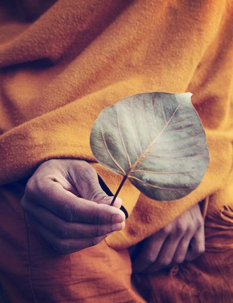 A leaf from the Bodhi tree Bodhi Leaf, Siddhārtha Gautama, Buddha Zen, Bodhi Tree, Buddhist Monk, Buddhist Art, Dalai Lama, Tibet, The Tree