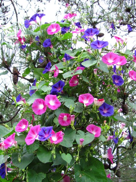 I love morning glories. Morning Glory Plant, Morning Glory Seeds, Love Morning, Country Cottage Garden, Blue Morning Glory, Morning Glory Flowers, Garden Vines, Morning Glories, Cottage Garden Plants