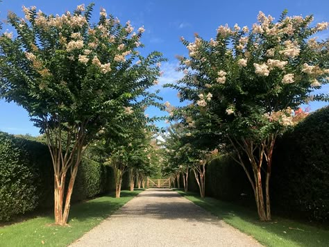 Magnolia Lined Driveway, Driveway Lined With Hydrangeas, Driveway Landscaping Australian, Treelined Driveway, Farm Landscaping Ideas, Hamptons Landscaping, Crape Myrtle Tree, Landscaping Entrance, Acreage Landscaping