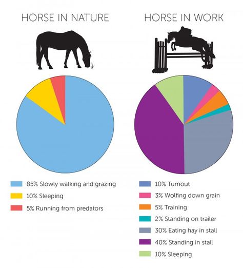 On-the-Clock-Graphic Horse Assesories Products, Things To Do With Your Horse, Live Naturally, Domesticated Animals, Horse Barn Ideas Stables, Horse Lessons, Horse Information, Horse Care Tips, Horse Facts