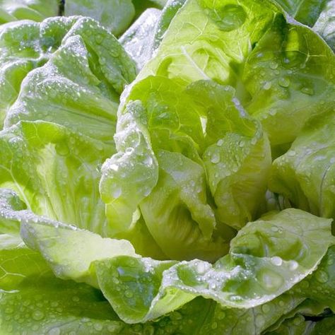 Planting dates for leafy greens are among the earliest of all vegetables. Missouri Gardening, Gardening Zone 6, Garden Plan Ideas, When To Plant Vegetable Garden, Plant Vegetable Garden, Colorado Gardening, Grow Peppers, Colorado Garden, Garden Homestead