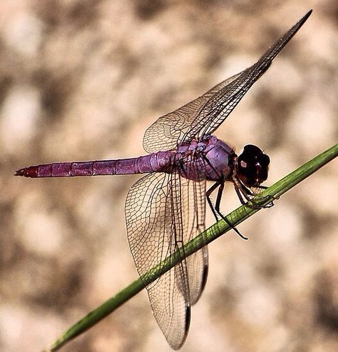 Earthen Vessels, The Colour Purple, Purple Dragonfly, Dragonfly Photos, Dragon Flys, Gossamer Wings, Damselflies, Dragonfly Insect, Dragon Flies