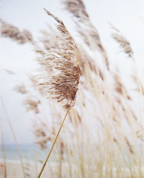 ... Image Zen, Blowing In The Wind, Wheat Fields, Trendy Flowers, Wild Nature, Greek Gods, Gods And Goddesses, The Wind, Plants