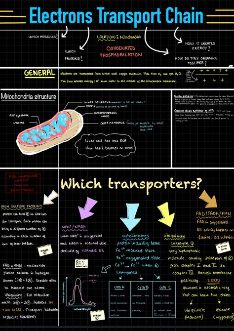 Electron Transport Chain Notes, Biochemistry Notes, Learn Biology, Electron Transport Chain, Pseudomonas Aeruginosa, Learn Physics, Study Biology, Medical Student Study, Study Flashcards