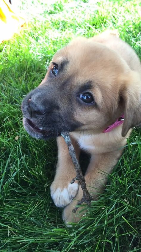 Shepherd Lab Mix Dog, Mastiff Shepherd Mix Dogs, Lab Mix Dogs, Mastador Dog, Cute Puppy Breeds, Shepherd Mix Dog, Foster Dog, Very Cute Dogs, Purebred Dogs