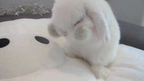 Cute Bunny Gif, Funny Baby Faces, Rabbit Gif, House Rabbit, Cute Funny Babies, Baby Bunny, Baby Bunnies, Baby Gif, Funny Baby