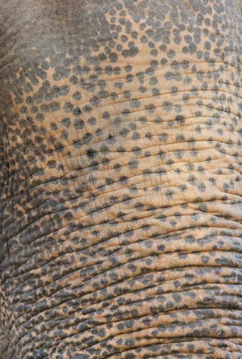 4,446 Elephant Skin Texture Stock Photos - Free & Royalty-Free Stock Photos from Dreamstime Elephant Skin Texture, Elephant Background, Elephant Skin, Texture Fabric, Skin Texture, Editorial Illustration, Free Stock Photos, Close Up, Bali