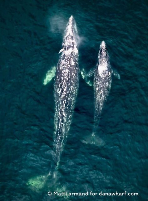 Gray whale migration is centerpiece to Dana Point’s 48th annual Festival of Whales Whale Migration, Chinese Fish, Baleen Whales, Marine Pollution, Blue Whales, Ocean Pollution, Gray Whale, Dana Point, Pacific Coast Highway