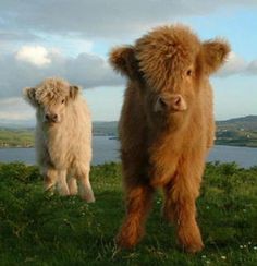 Highland Calves, High Land Cow, Fuzzy Cows, Highlander Cows, Highland Calf, Mini Cows, Baby Highland Cow, Fluffy Cows