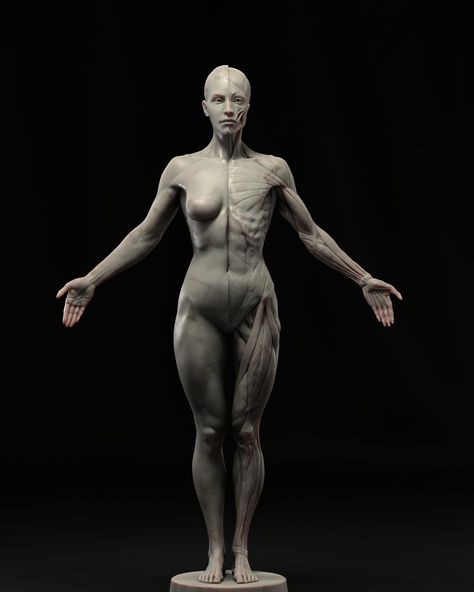 ArtStation - Female Anatomy Ecorche Human Anatomy Female, Zbrush Anatomy, Female Anatomy Reference, Anatomy Sculpture, Godzilla Wallpaper, Digital Sculpture, Female Torso, Human Anatomy Drawing, Female Reference