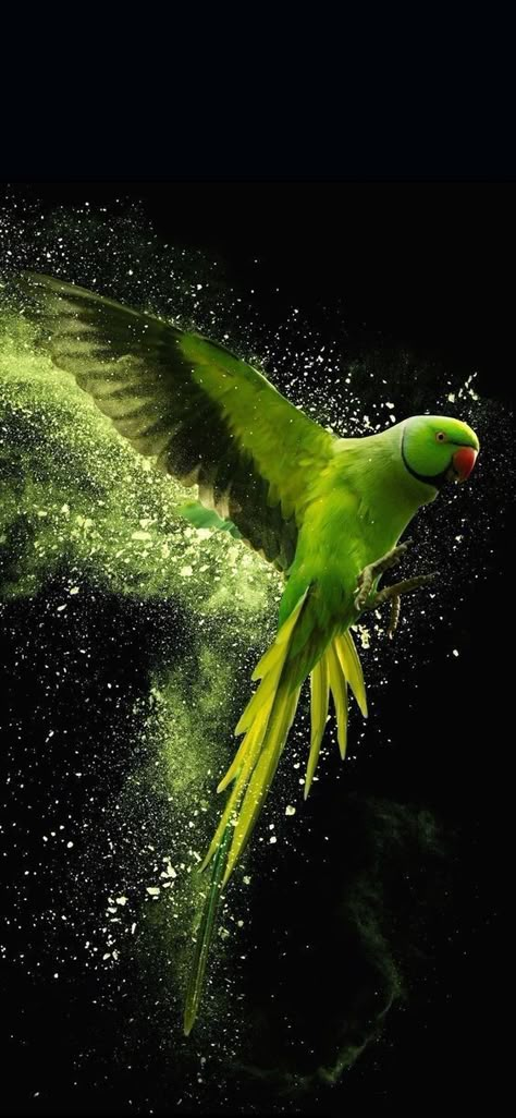 Parrot Wallpaper, Green Parrot, Eagle Wallpaper, Image Nature, मोबाइल वॉलपेपर, Green Bird, Wallpaper Nature Flowers, Best Background Images, Beautiful Wallpapers Backgrounds