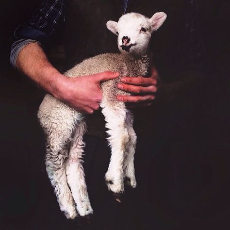 Lamb Aesthetic, I Am The Good Shepherd, Sacrificial Lamb, Good Shepherd, The Good Shepherd, Draft Horses, Sweet Animals, Animal Friends, Animal Love