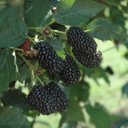 Pruning Blackberry Plants - Stark Bro's Pruning Blackberries, Blackberry Plant, Gooseberry Plant, Thornless Blackberries, Cauliflower Plant, Cilantro Plant, Blackberry Plants, Chives Plant, Broccoli Plant