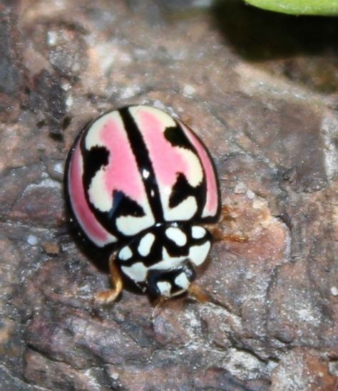 Africa Photos, Rosy Maple Moth, Cool Insects, Lady Beetle, Bug Collection, Cool Bugs, Pokemon Wallpaper, Bug Art, Keramik Design