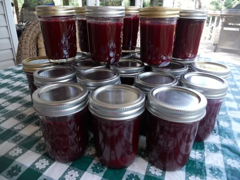 We loved Grandma's chokecherry jelly! Chokecherry Recipes, Aronia Berry Recipes, Cherry Jelly Recipes, Chokecherry Syrup, Chokecherry Jelly, Aronia Berry, Cherry Jelly, Damson Plum, Canning Jams