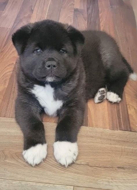 Akita Puppies For Sale, American Akita Dog, Akita Puppy, Pretty Puppies, Akita Puppies, American Akita, Akita Dog, American Kennel Club, Puppies For Sale