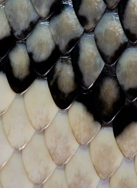 Narcissa Malfoy, Foto Macro, Chocolate Pictures, Texture Inspiration, Wolfram, Marauders Era, Mischief Managed, Fish Scales, Materials And Textures