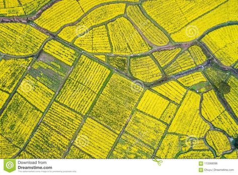 Rapeseed Flower, Curtains Yellow, Farm Images, Flower Blooming, Aerial Photography Drone, Bitcoin News, Yellow Home Decor, Crypto News, Business Insurance