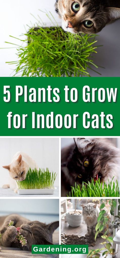 What Plants Repel Cats, Cat Plants Indoor, Diy Cat Water Fountain With Plants, Diy Cat Garden Indoor, Plants Cats Can Eat, Keeping Cats Out Of Plants, Protect Plants From Cats, Cat Enrichment Indoor, How To Keep Cats Out Of Plants