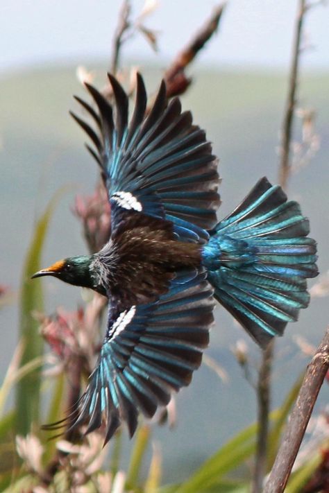 Tui Bird | Tui. Adult in flight (note flax pollen on forehead). Pauatahanui Inlet ... Tui Tattoo, Nz Birds, Tui Bird, New Zealand Birds, Pictures Of Birds, Bird Reference, Photos To Paint, Nz Art, New Zealand Art