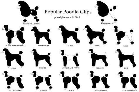 5 Types of Poodles: All Kinds of Fluffy Sizes, Shapes, and Colors! Teddy Bear Puppies, Poodle Hair, Poodle Haircut, Dog Grooming Styles, Poodle Puppy Standard, Poodle Dogs, Poodle Cuts, Puppy Cut, Poodle Grooming