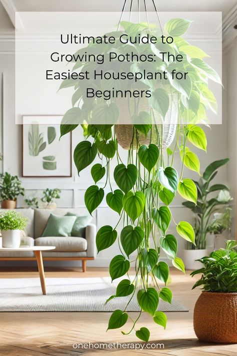 Discover the secrets to thriving pothos plants with our Ultimate Guide to Growing Pothos: The Easiest Houseplant for Beginners! Uncover expert tips on care, propagation, and more. Perfect for both new and seasoned plant lovers. Click to learn how to transform your space with vibrant greenery. Dive into effortless plant parenting today! 🌿 #PothosCare #HouseplantTips #BeginnerFriendly How To Trim Pothos Plant, Pothos Plant Care Tips, Pearl And Jade Pothos, Pathos Plant Care, Pothos Types, Pothos Climbing Ideas, Growing Pothos, Golden Pathos, Golden Pothos Care