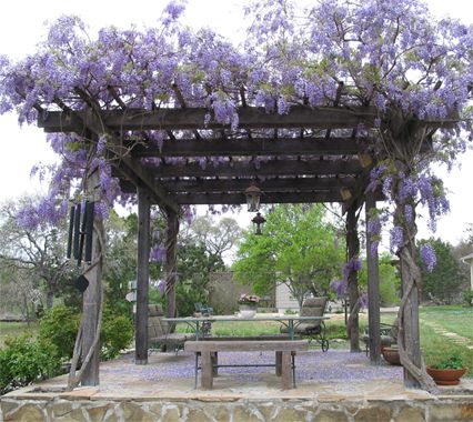 backyard makeover | Victorian in the Rough Pergola With Wisteria, Wisteria Trellis, Wisteria Arbor, Wisteria Pergola, Wisteria Plant, Building A Pergola, Pergola Garden, Pergola Design, Deck With Pergola