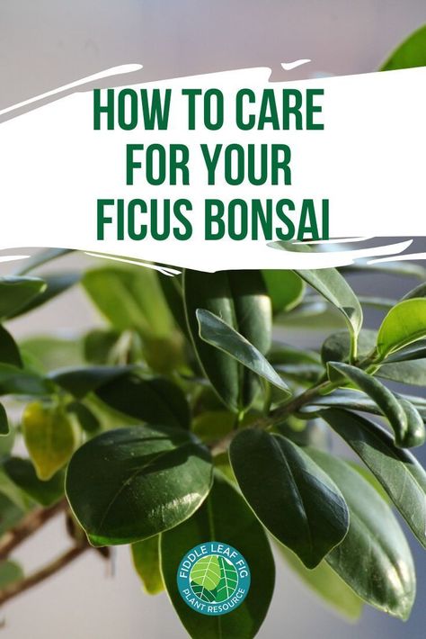 Ficus Bonsai Tree Care, Ficus Ginseng Bonsai, Ficus Bonsai Tree, Dreamy Gardens, Fiddle Leaf Fig Plant, Garden Bonsai Tree, Ficus Bonsai, Bonsai Ficus, Ficus Microcarpa