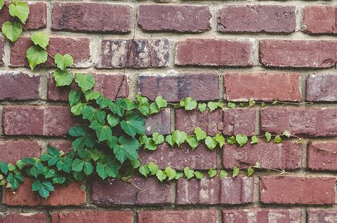 Artist Resources, Pergola Outdoor, Boston Ivy, Old Brick Wall, Red Brick Wall, Facade Lighting, Brick Facade, Old Bricks, Close Up Photography