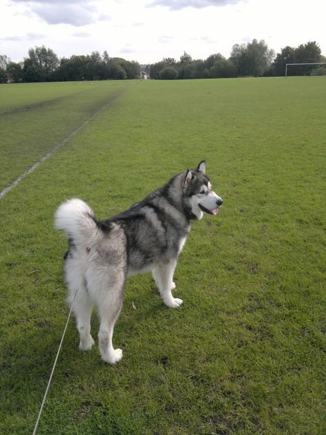 Alaskan Malamute Aesthetic, Haski Dog, Fluffy Husky, Baby Animals Real, Cute Husky Puppies, Malamute Puppies, Cute Husky, Very Cute Dogs, Really Cute Dogs