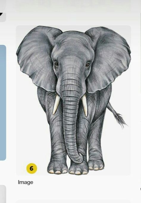 Realistic Elephant Painting, Elephant Drawing Realistic, Elephant Art Drawing, Brother And Sister Tattoos, Elephant Painting Canvas, Brother And Sister Tattoo Ideas, Elephant Sketch, Sister Tattoo Ideas, Bull Painting