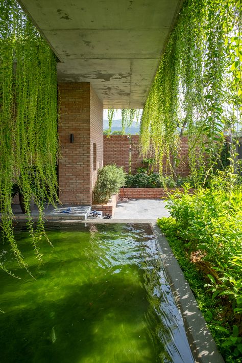 Curtain House, Creepers Plants, Red Brick Walls, Shigeru Ban, Arch Ideas, Eco Resort, Koi Fish Pond, Green Curtains, Shade Trees