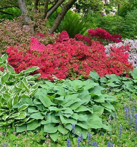 Great Hostas as Companion Plants for Azaleas and Rhododendrons Azalea Landscaping, Alabama Gardening, Front Yard Appeal, Side Yard Landscape, Azaleas Landscaping, Shady Backyard, New Build Garden, Box Gardens, Encore Azaleas