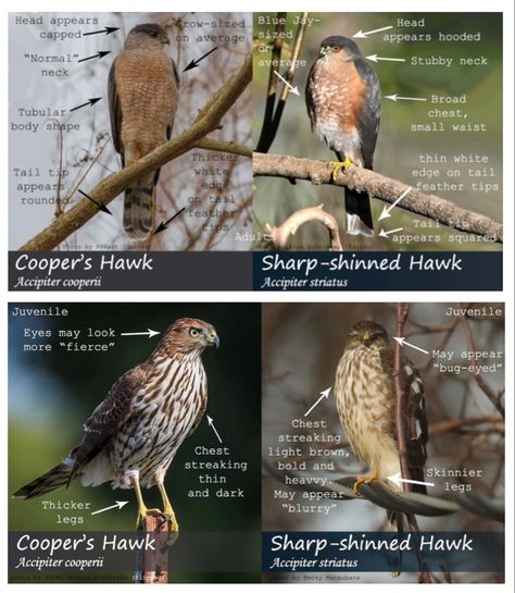 Birds Name List, Hawk Species, Birds Name, Coopers Hawk, Military Terms, Backyard Birds Watching, Sharp Shinned Hawk, Hawk Feathers, Birds In Nature