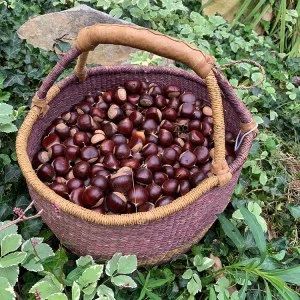 Sacred Tree Profile: Chestnut’s Magic, Medicine, Mythology and Meaning (Castanea dentata) | The Druid's Garden Childhood Memories 60's, American Chestnut, Sweet Chestnut, Sacred Tree, Chestnut Trees, Essential Oils Herbs, White Cedar, Chestnut Horse, Wild Food